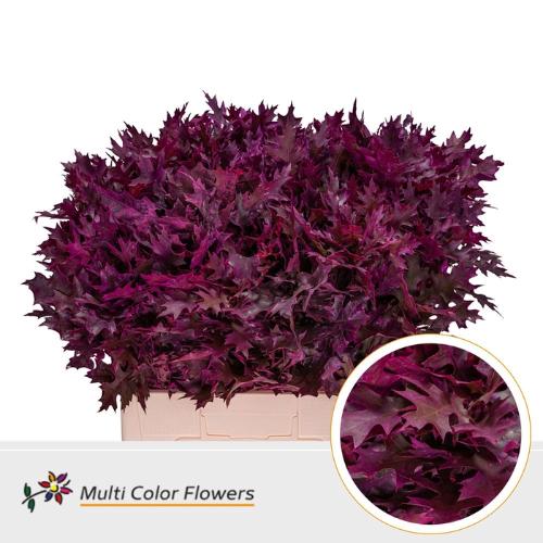 Quercus palustris kleurbehandeld H%
