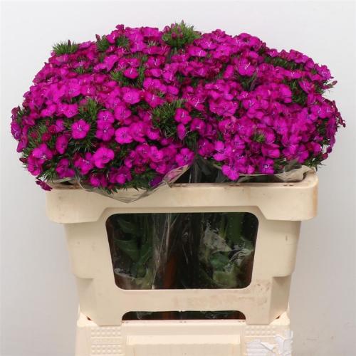Dianthus barbatus 'Amazon Neon Purple'