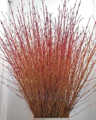 Cornus sanguinea 'Winter Beauty'