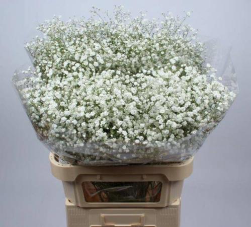 Gypsophila paniculata Xlence