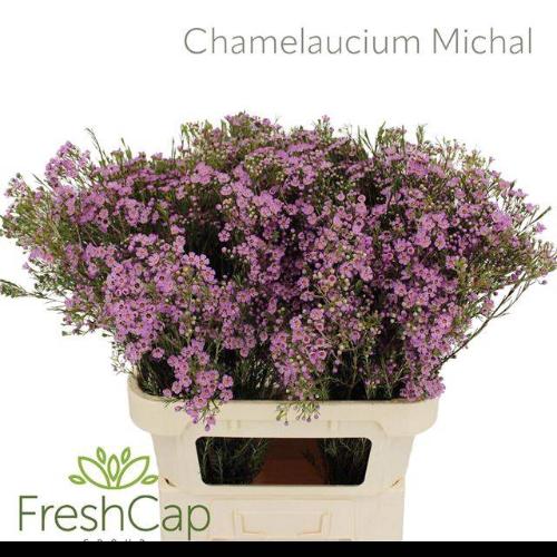 Chamelaucium uncinatum 'Michal'