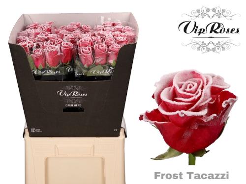 Rosa grootbloemig kleurbehandeld H%