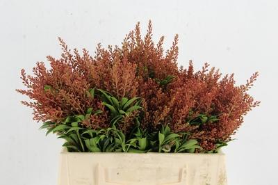 Pieris japonica per bos 'Cupido'