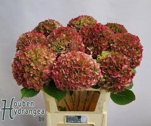 Hydrangea macrophylla Glowing Alps (classic)