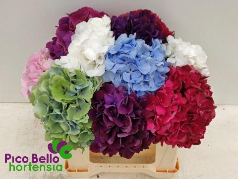 Hydrangea overig