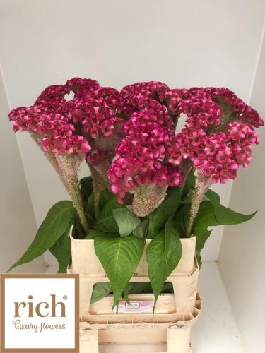 Celosia argentea (Cristata Grp) 'Turbo Rose'
