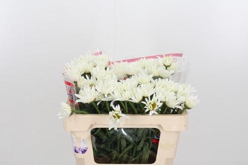 Leucanthemum (Superbum Grp) Harmony