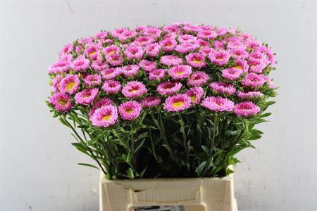 Callistephus chinensis 'Matsumoto Pink'