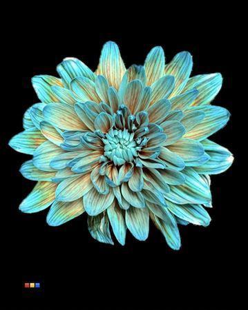 Chrysanthemum Indicum Grp tros kas kleurbehandeld H%