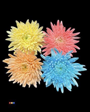 Chrysanthemum (Indicum Grp) geplozen Topspin kleurbehandeld H%