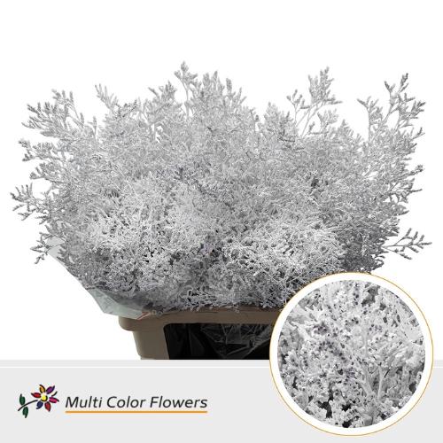 Limonium overig kleurbehandeld H%