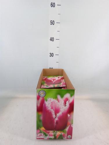 Tulipa (bol)