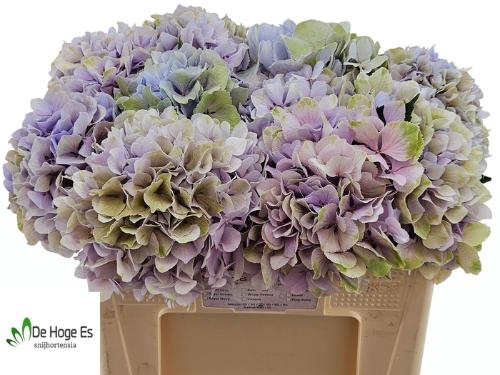 Hydrangea macrophylla Royal Benefit (classic)