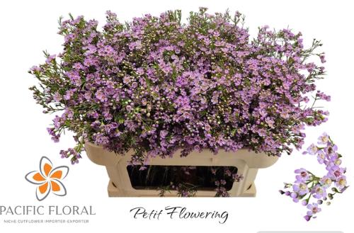 Chamelaucium uncinatum 'Wendy Rose'