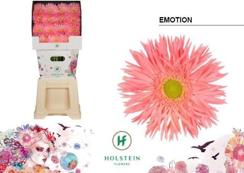 Gerbera grootbloemig 'Emotion'