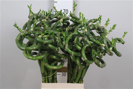 Dracaena sanderiana Lucky Bamboo