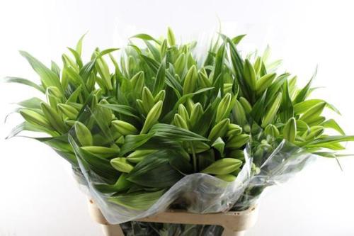 Lilium longiflorum 'Watch Up'