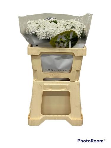 Dianthus barbatus Kiwi Bunny