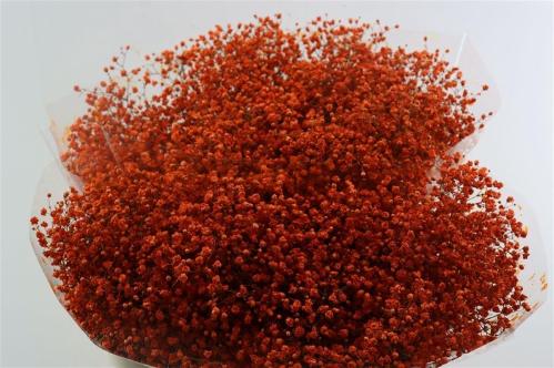 Gypsophila overig kleurbehandeld H%