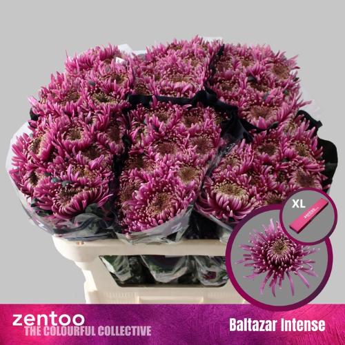 Chrysanthemum geplozen (Indicum Grp) Baltazar Intense