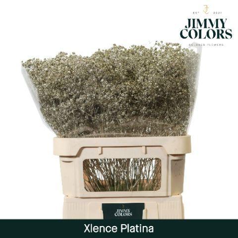 Gypsophila overig kleurbehandeld H%