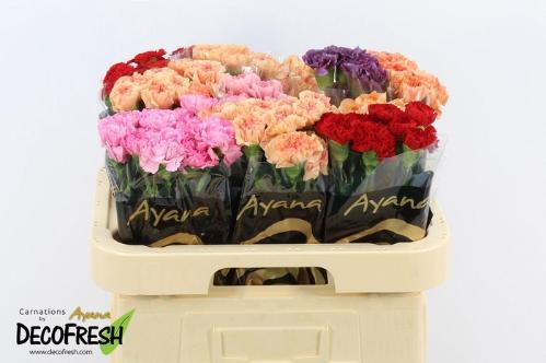 Dianthus standaard gemengd in fust