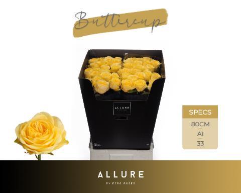 Rosa grootbloemig Buttercup