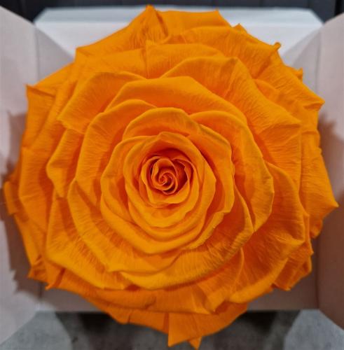 Rosa grootbloemig kleurbehandeld H%