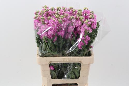 Matthiola incana 'Phantom Rose'