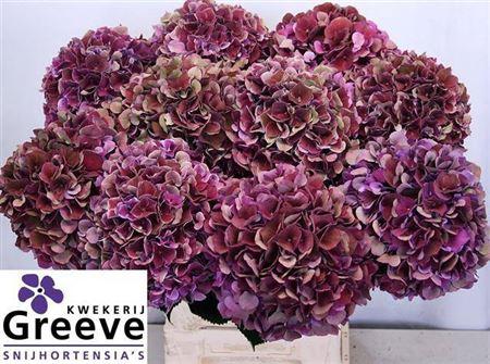Hydrangea macrophylla Magical Ruby Glow (classic)