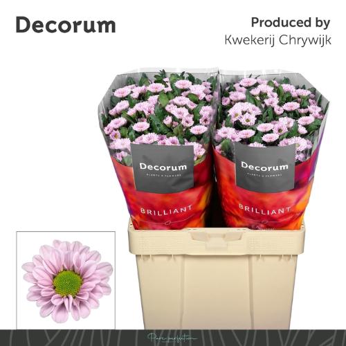 Gerbera grootbloemig Tennessee