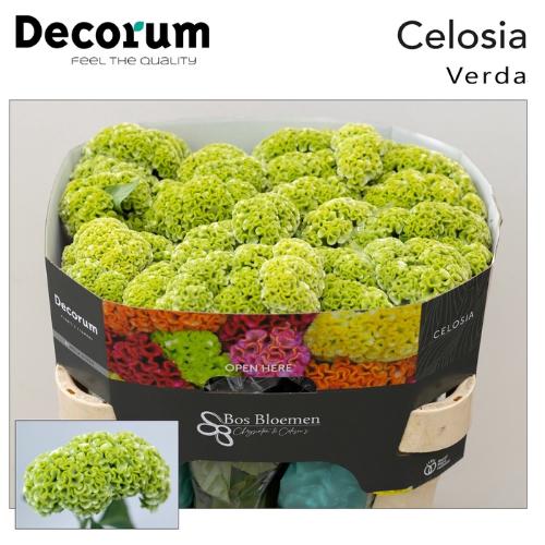 Celosia argentea (Cristata Grp) 'Act Verda'
