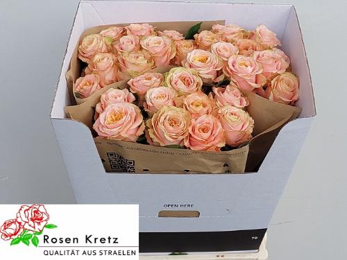 Rosa grootbloemig Peach Funky+