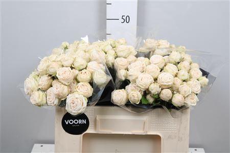 Rosa tros Galina
