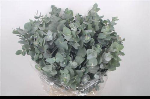 Eucalyptus per bos cinerea