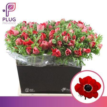 Anemone coronaria 'Marianne Red'