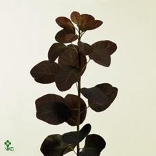 Cotinus coggygria 'Royal Purple'
