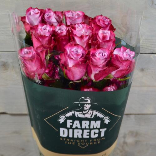 Rosa grootbloemig Deep Purple
