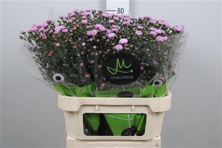 Aster (Novi-belgii Grp) Double Date Pink