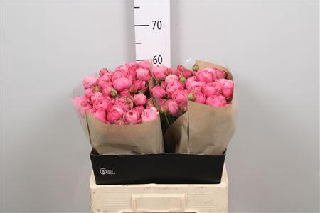 Rosa tros Silva Pink+