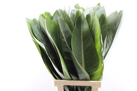 Strelitzia reginae (blad)