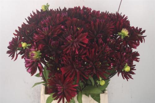 Dahlia 'Chat Noir'