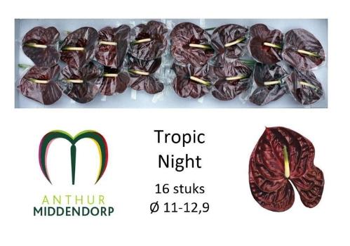 Anthurium Andreanum Grp Tropic Night