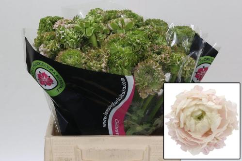 Ranunculus asiaticus 'Pon-Pon Hermione'