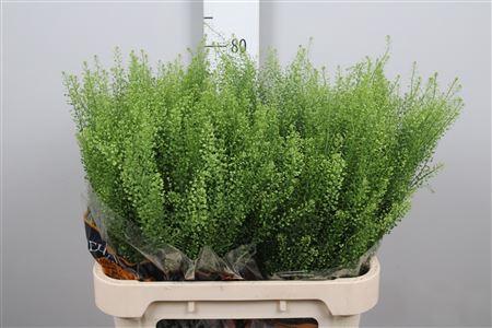 Thlaspi Green Bell