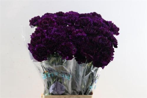 Dianthus standaard Florigene Moonvista