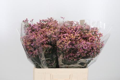 Limonium sinensis Blush Diamond