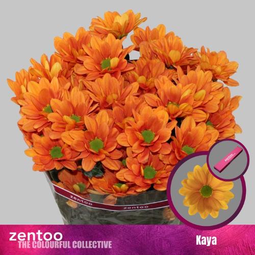 Chrysanthemum (Indicum Grp) tros Kaya+