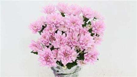 Chrysanthemum Indicum Grp tros kas Baltica Pink