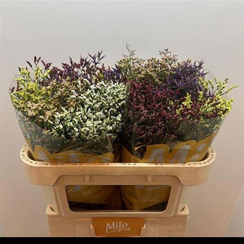 Limonium sinensis Diamond gemengd